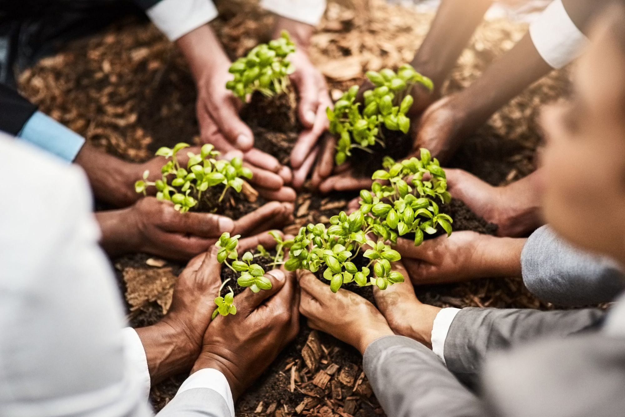 Guest Blog Finding the Roots of Sustainability in Diversity